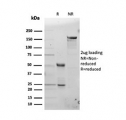 SDS-PAGE analysis of purified, BSA-free FTL antibody as confirmation of integrity and purity.