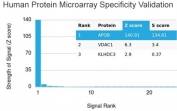 Analysis of HuProt(TM) microarray containing more than 19,000 full-length human proteins using APOB antibody. These results demonstrate the foremost specificity of the APOB/3300 mAb. Z- and S- score: The Z-score represents the strength of a signal that an antibody (in combination with a fluorescently-tagged anti-IgG secondary Ab) produces when binding to a particular protein on the HuProt(TM) array. Z-scores are described in units of standard deviations (SD's) above the mean value of all signals generated on that array. If the targets on the HuProt(TM) are arranged in descending order of the Z-score, the S-score is the difference (also in units of SD's) between the Z-scores. The S-score therefore represents the relative target specificity of an Ab to its intended target.