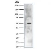 Western blot testing of human HEK293 cell lysate with CA9 antibody. Predicted molecular weight: 50-55 kDa.