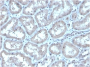 IHC staining of FFPE human kidney with CA9 antibody. HIER: boil tissue sections in pH 9 10mM Tris with 1mM EDTA for 20 min and allow to cool before testing.