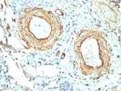 IHC staining of FFPE human small intestine with Elastin antibody (clone ELN/2069). HIER: boil tissue sections in pH 9 10mM Tris with 1mM EDTA for 20 min and allow to cool before testing.