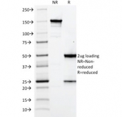 SDS-PAGE analysis of purified, BSA-free Elastin antibody (clone ELN/2069) as confirmation of integrity and purity.