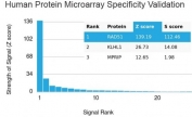 Analysis of HuProt(TM) microarray containing more than 19,000 full-length human proteins using RAD51 antibody. These results demonstrate the foremost specificity of the RAD51/2856 mAb. Z- and S- score: The Z-score represents the strength of a signal that an antibody (in combination with a fluorescently-tagged anti-IgG secondary Ab) produces when binding to a particular protein on the HuProt(TM) array. Z-scores are described in units of standard deviations (SD's) above the mean value of all signals generated on that array. If the targets on the HuProt(TM) are arranged in descending order of the Z-score, the S-score is the difference (also in units of SD's) between the Z-scores. The S-score therefore represents the relative target specificity of an Ab to its intended target.