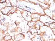 IHC staining of FFPE human placenta with EGFR antibody (clone GFR/2596). HIER: boil tissue sections in pH 9 10mM Tris with 1mM EDTA for 20 min and allow to cool before testing.