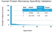 Analysis of HuProt(TM) microarray containing more than 19,000 full-length human proteins using Vinculin antibody (clone VCL/3617). These results demonstrate the foremost specificity of the VCL/3617 mAb. Z- and S- score: The Z-score represents the strength of a signal that an antibody (in combination with a fluorescently-tagged anti-IgG secondary Ab) produces when binding to a particular protein on the HuProt(TM) array. Z-scores are described in units of standard deviations (SD's) above the mean value of all signals generated on that array. If the targets on the HuProt(TM) are arranged in descending order of the Z-score, the S-score is the difference (also in units of SD's) between the Z-scores. The S-score therefore represents the relative target specificity of an Ab to its intended target.