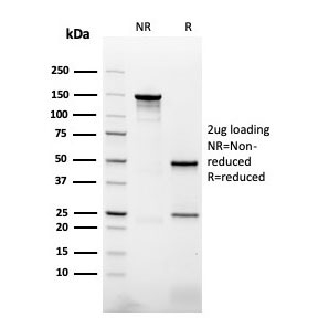 SDS-PAGE analysis of purified, BSA-free Napsin A antibody (clone NAPSA/3307) as confirmation of integrity and purity.