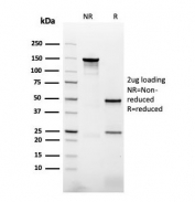SDS-PAGE analysis of purified, BSA-free Napsin A antibody (clone NAPSA/3307) as confirmation of integrity and purity.