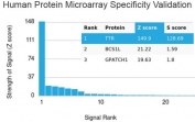 Analysis of HuProt(TM) microarray containing more than 19,000 full-length human proteins using Transthyretin antibody (clone TTR/4292). These results demonstrate the foremost specificity of the TTR/4292 mAb. Z- and S- score: The Z-score represents the strength of a signal that an antibody (in combination with a fluorescently-tagged anti-IgG secondary Ab) produces when binding to a particular protein on the HuProt(TM) array. Z-scores are described in units of standard deviations (SD's) above the mean value of all signals generated on that array. If the targets on the HuProt(TM) are arranged in descending order of the Z-score, the S-score is the difference (also in units of SD's) between the Z-scores. The S-score therefore represents the relative target specificity of an Ab to its intended target.