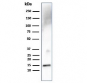 Western blot testing of human liver lysate with Transthyretin antibody (clone TTR/4292). Predicted molecular weight ~16 kDa.