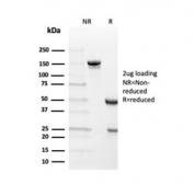 SDS-PAGE analysis of purified, BSA-free Transthyretin antibody (clone TTR/4292) as confirmation of integrity and purity.