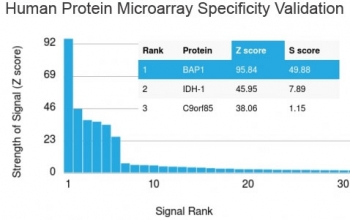 Analysis of HuProt(TM) microarray containing more than 19,000 full-length human proteins using BAP1 antibody. These results demonstrate the foremost specificity of the BAP1/2665 mAb. Z- and S- score: The Z-score represents the strength of a signal that an antibody (in combination with a fluorescently-tagged