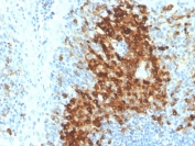IHC staining of FFPE human tonsil with recombinant CD14 antibody (clone LPSR/4180R). HIER: boil tissue sections in pH 9 10mM Tris with 1mM EDTA for 20 min and allow to cool before testing.