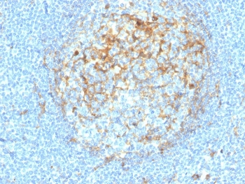 IHC staining of FFPE human tonsil with recombinant CD14 antibody (clone LPSR/4180R). HIER: boil tissue sections in pH 9 10mM Tris with 1mM EDTA for 20 min and allow to cool before testing.~