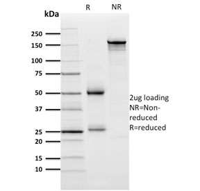 SDS-PAGE analysis of purified, BSA-free ZNF846 antibody as confirmation of integrity and purity.