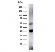 Western blot testing of human spleen lysate with TIM3 antibody (clone TIM3/4028). Expected molecular weight: 33-70 kDa depending on glycosylation level.