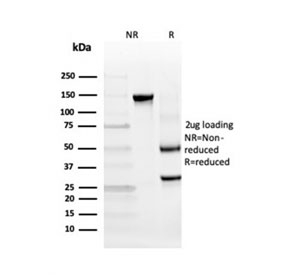 SDS-PAGE analysis of purified, BSA-free TIM3 antibody (clone TIM3/4028) as confirmation of integrity and purity.