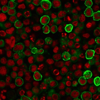 Immunofluorescent staining of human U937 cells with CD15 antibody (clone MY-1, green) and Reddot nuclear stain (red).~