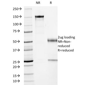 SDS-PAGE analysis of purified, BSA-free TP53 antibody (clone PCRP-TP53-1F7) as confirmation of integrity and purity.