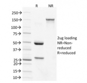 SDS-PAGE analysis of purified, BSA-free CDX2 antibody (clone PCRP-CDX2-1A3) as confirmation of integrity and purity.