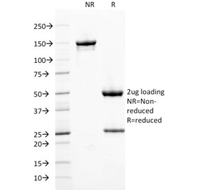 SDS-PAGE analysis of purified, BSA-free FTH antibody as confirmation of integrity and purity.
