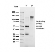SDS-PAGE analysis of purified, BSA-free Annexin A1 antibody as confirmation of integrity and purity.
