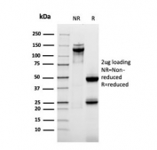 SDS-PAGE analysis of purified, BSA-free recombinant Mucin-1 antibody as confirmation of integrity and purity.
