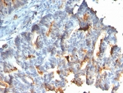 IHC staining of FFPE human small intestine with recombinant Mucin-1 antibody. HIER: boil tissue sections in pH 9 10mM Tris with 1mM EDTA for 20 min and allow to cool before testing.