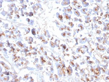 IHC staining of FFPE human pancreas with recombinant EPX antibody. HIER: boil tissue sections in pH 9 10mM Tris with 1mM EDTA for 20 min and allow to cool before testing.~