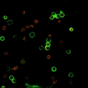 Immunofluorescent staining of human PBMC with recombinant CD4 antibody (clone rC4/206, green).