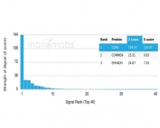 Analysis of HuProt(TM) microarray containing more than 19,000 full-length human proteins using recombinant CD8A antibody (clone CD8/4391R). These results demonstrate the foremost specificity of the CD8/4391R mAb. Z- and S- score: The Z-score represents the strength of a signal that an antibody (in combination with a fluorescently-tagged anti-IgG secondary Ab) produces when binding to a particular protein on the HuProt(TM) array. Z-scores are described in units of standard deviations (SD's) above the mean value of all signals generated on that array. If the targets on the HuProt(TM) are arranged in descending order of the Z-score, the S-score is the difference (also in units of SD's) between the Z-scores. The S-score therefore represents the relative target specificity of an Ab to its intended target.