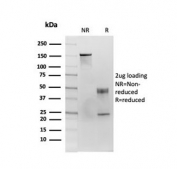 SDS-PAGE analysis of purified, BSA-free CD86 antibody (clone C86/3713) as confirmation of integrity and purity.