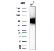 Western blot testing of human Raji cell lysate with CD86 antibody (clone C86/3713). Expected molecular weight: 38-70 kDa depending on glycosylation level.