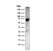 Western blot testing of human Ramos cell lysate with CD86 antibody (clone C86/3716). Expected molecular weight: 38-70 kDa depending on glycosylation level.