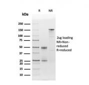 SDS-PAGE analysis of purified, BSA-free CD86 antibody (clone C86/3716) as confirmation of integrity and purity.