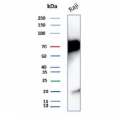 Western blot testing of human Raji cell lysate with CD86 antibody (clone C86/3716). Expected molecular weight: 38-70 kDa depending on glycosylation level.
