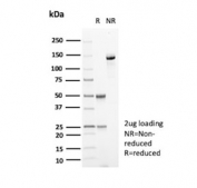 SDS-PAGE analysis of purified, BSA-free CD151 antibody (clone 11G5a) as confirmation of integrity and purity.