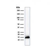 Western blot testing of human ThP1 cell lysate with Cystatin A antibody. Predicted molecular weight ~11 kDa.