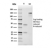 SDS-PAGE analysis of purified, BSA-free Factor VII antibody (clone F7/3511) as confirmation of integrity and purity.