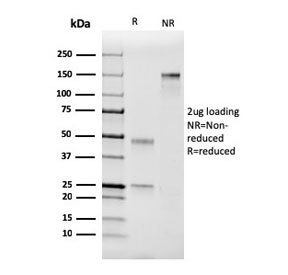 SDS-PAGE analysis of purified, BSA-free Factor VII antibody (clone F7/3511) as confirmation of integrity and purity.