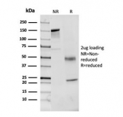 SDS-PAGE analysis of purified, BSA-free Factor VII antibody (clone F7/3513) as confirmation of integrity and purity.