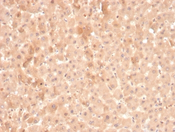 IHC staining of FFPE human liver with F7 antibody. HIER: boil tissue sections in pH 9 10mM Tris with 1mM EDTA for 20 min and allow to cool before testing.