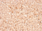 IHC staining of FFPE human liver with F7 antibody. HIER: boil tissue sections in pH 9 10mM Tris with 1mM EDTA for 20 min and allow to cool before testing.