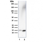 Western blot testing of human 1) HepG2 and 2) kidney lysate with FABP1 antibody (clone FABP1/3487). Predicted molecular weight: ~14 kDa.