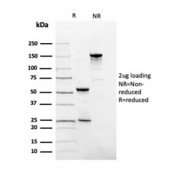 SDS-PAGE analysis of purified, BSA-free Fibronectin antibody (clone FN1/3036) as confirmation of integrity and purity.