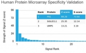 Analysis of HuProt(TM) microarray containing more than 19,000 full-length human proteins using Fibronectin antibody (clone FN1/3045). These results demonstrate the foremost specificity of the FN1/3045 mAb. Z- and S- score: The Z-score represents the strength of a signal that an antibody (in combination with a fluorescently-tagged anti-IgG secondary Ab) produces when binding to a particular protein on the HuProt(TM) array. Z-scores are described in units of standard deviations (SD's) above the mean value of all signals generated on that array. If the targets on the HuProt(TM) are arranged in descending order of the Z-score, the S-score is the difference (also in units of SD's) between the Z-scores. The S-score therefore represents the relative target specificity of an Ab to its intended target.