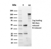 SDS-PAGE analysis of purified, BSA-free Fibronectin antibody (clone FN1/3045) as confirmation of integrity and purity.
