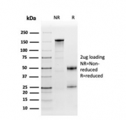 SDS-PAGE analysis of purified, BSA-free Fibronectin antibody (clone FN1/3568) as confirmation of integrity and purity.
