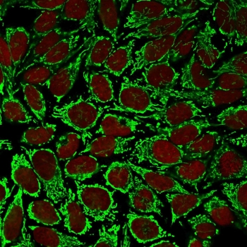 Immunofluorescent staining of PFA-fixed human HeLa cells with HSP60 antibody (clone AE-1, green) and Reddot nuclear stain (red).~