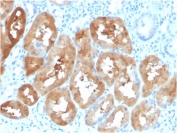 IHC staining of FFPE human kidney with FABP1 antibody (clone FABP1/3484). HIER: boil tissue sections in pH 9 10mM Tris with 1mM EDTA for 20 min and allow to cool before testing.
