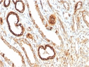 IHC staining of FFPE human kidney with FABP1 antibody. HIER: boil tissue sections in pH 9 10mM Tris with 1mM EDTA for 20 min and allow to cool before testing.